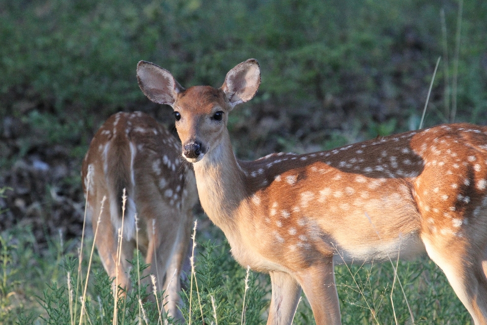 Prateria
 animali selvatici cervo mammifero