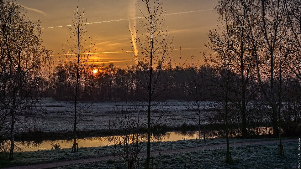 Landschaft baum natur schnee