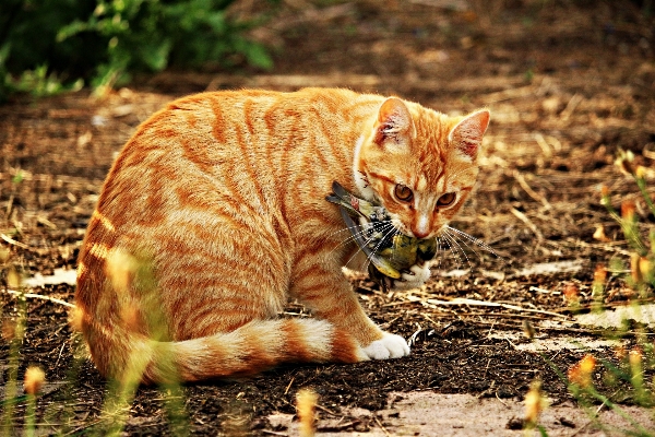 Foto Rumput burung margasatwa anak kucing