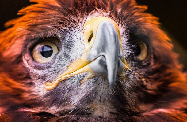 Foto Burung fotografi satwa margasatwa