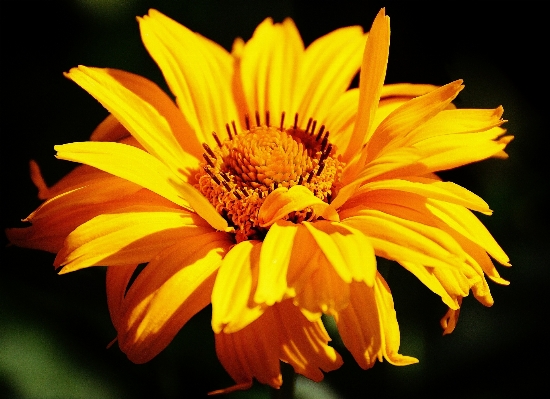 Nature blossom plant leaf Photo