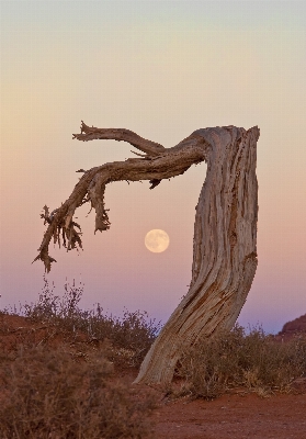 Landscape tree nature rock Photo