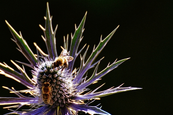 Nature blossom prickly plant Photo