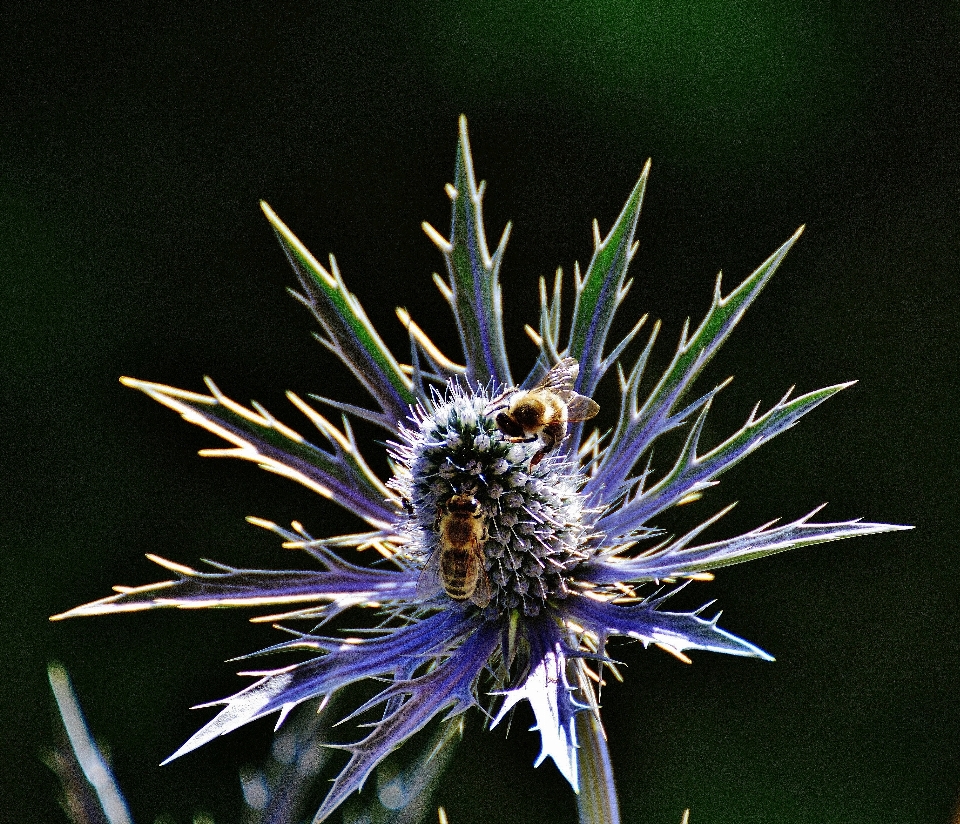 Natura erba fiore spinoso
