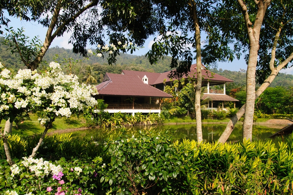 Tree plant farm house