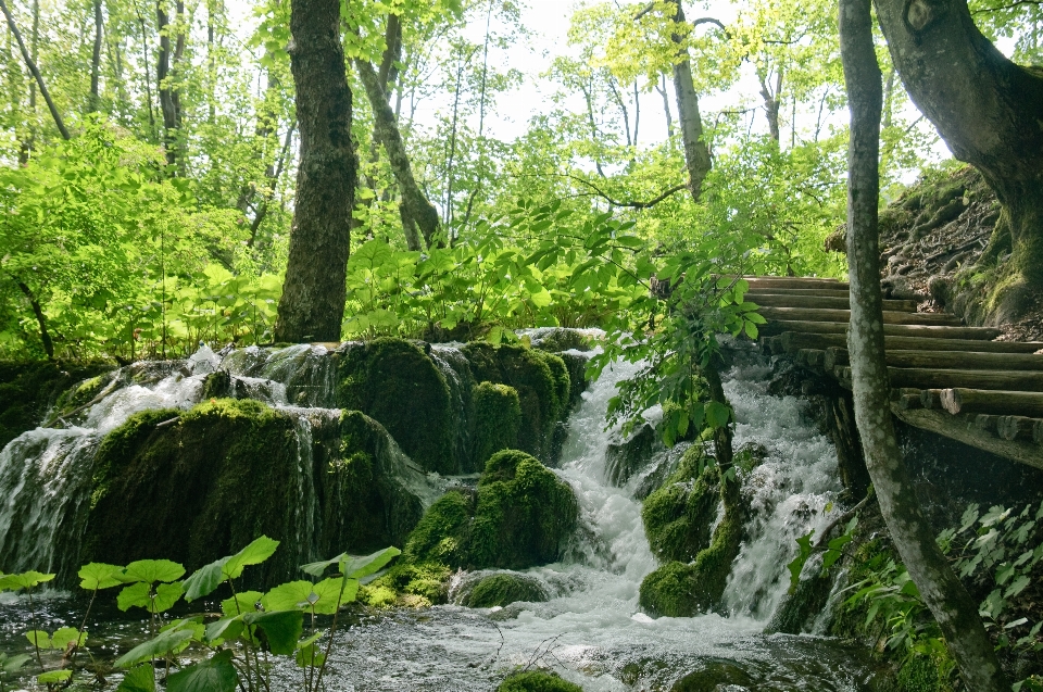 Albero foresta cascata fiore