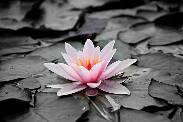 Water nature blossom black and white Photo