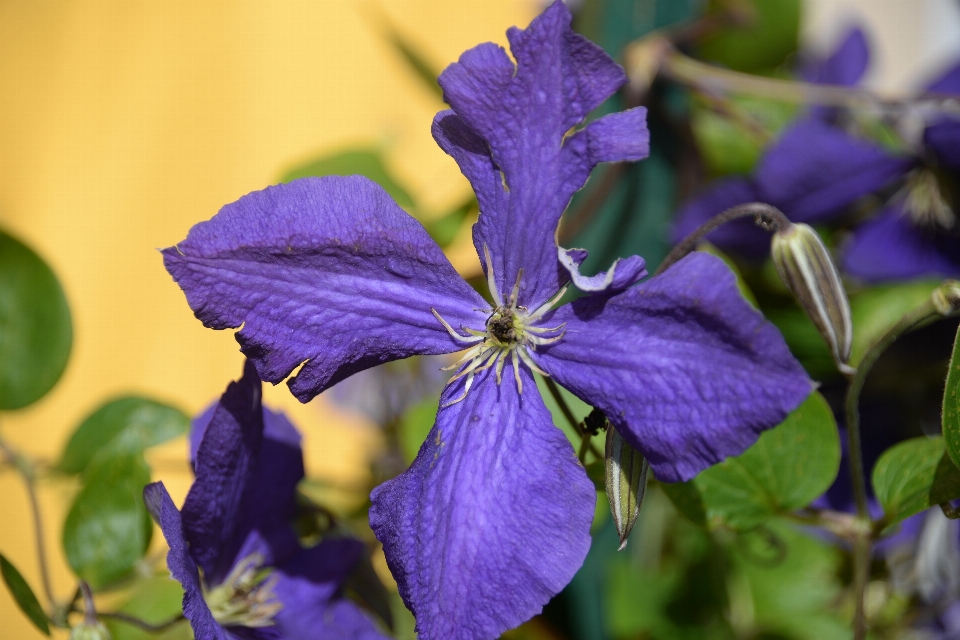 Natura fiore pianta viola