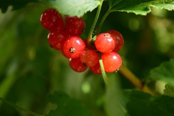 自然 ブランチ 植物 フルーツ 写真