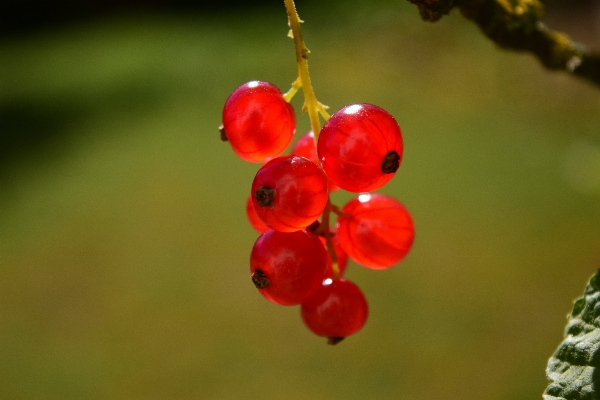 Nature branch blossom plant Photo