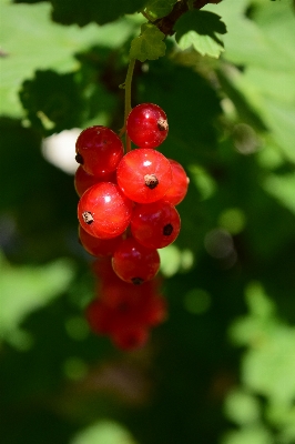 自然 ブランチ 植物 フルーツ 写真