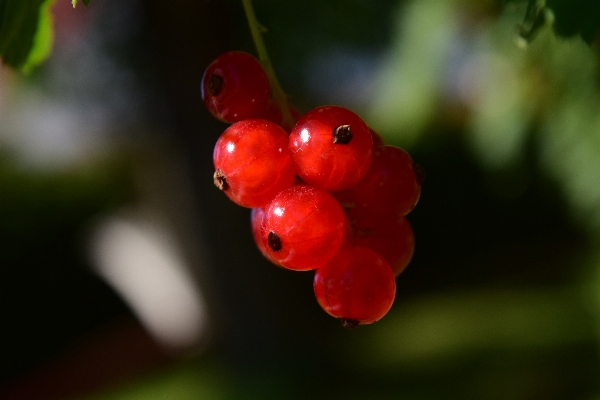 Nature branch blossom plant Photo