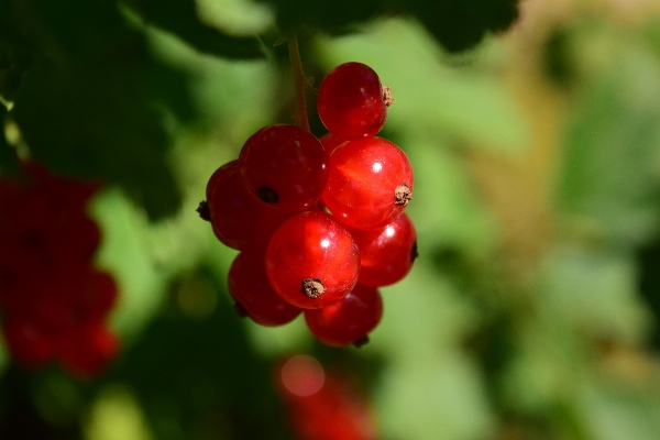 Nature blossom plant fruit Photo