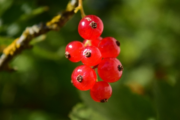 Nature branch blossom plant Photo