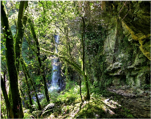 Foto Albero natura foresta cascata