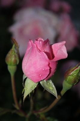 Blossom dew plant flower Photo