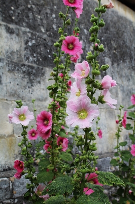 Nature blossom plant field Photo