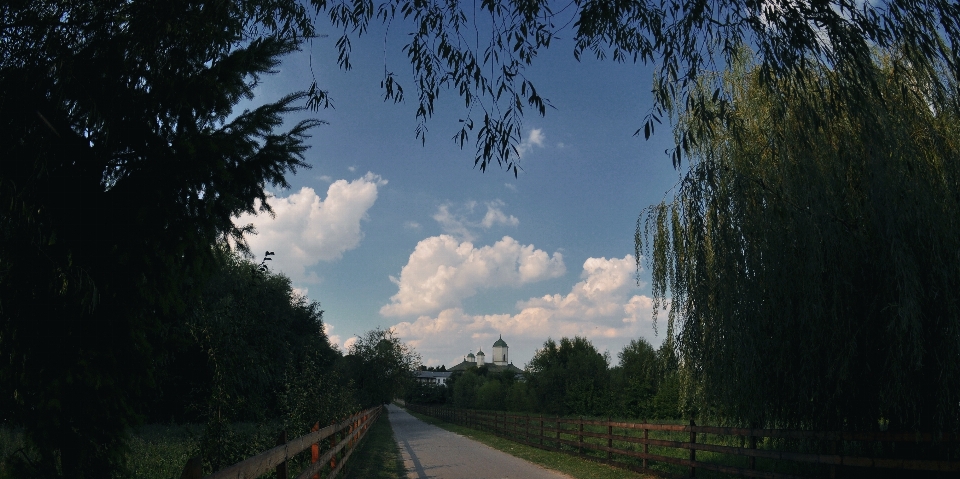 Landscape tree nature forest