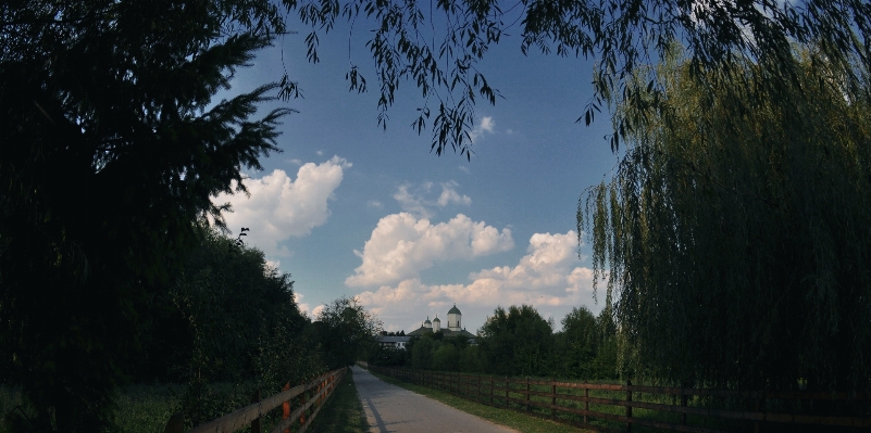 Landscape tree nature forest Photo