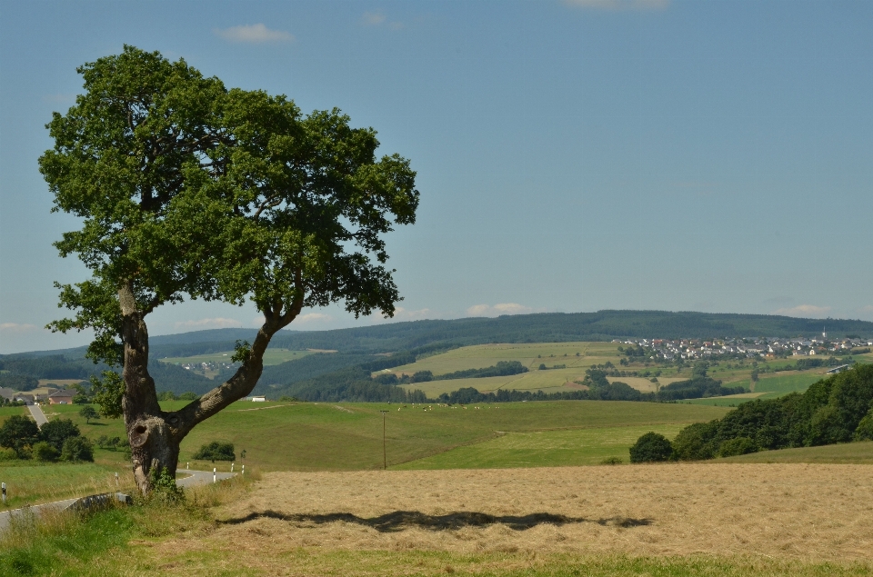 Krajobraz drzewo natura zakład