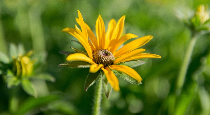 Foto Natura fiore pianta prato
