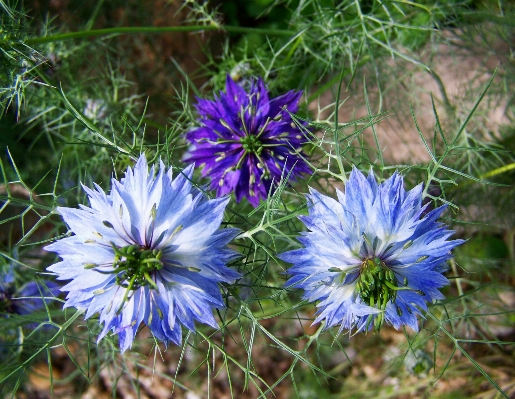 Anlage feld wiese
 blume Foto