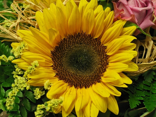 Nature blossom plant field Photo