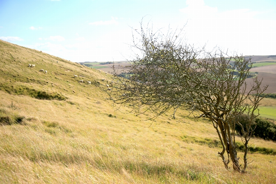 Paysage arbre herbe région sauvage
