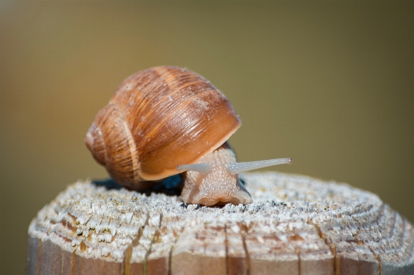 Natur tier haufen schließen Foto