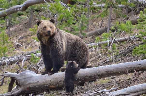 Nature wilderness female bear Photo