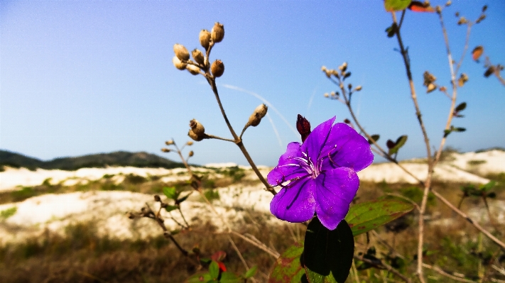 Landscape nature blossom winter Photo