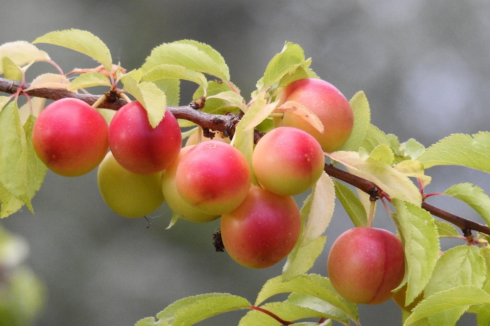 Zweig anlage frucht beere