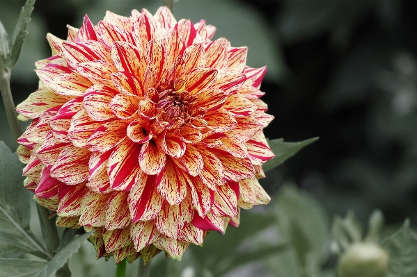 Blossom plant flower petal Photo