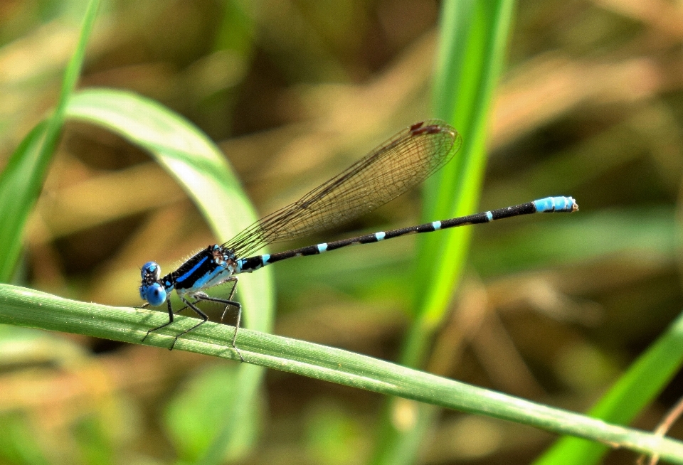 Nature grass wing wildlife