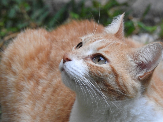 Foto Animale domestico gattino gatto