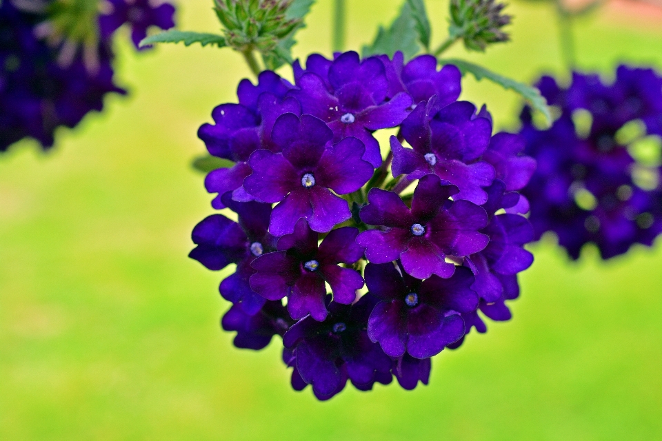 Natura pianta fiore botanica
