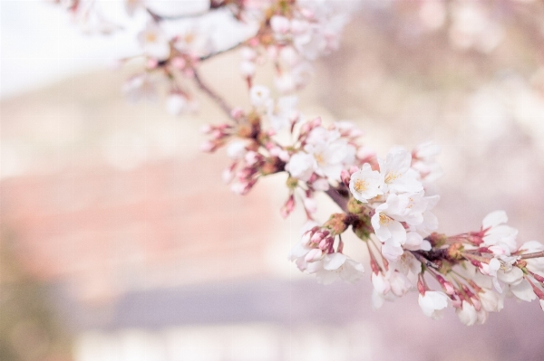 Tree nature branch blossom Photo