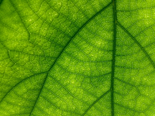 Nature plant sunlight texture Photo