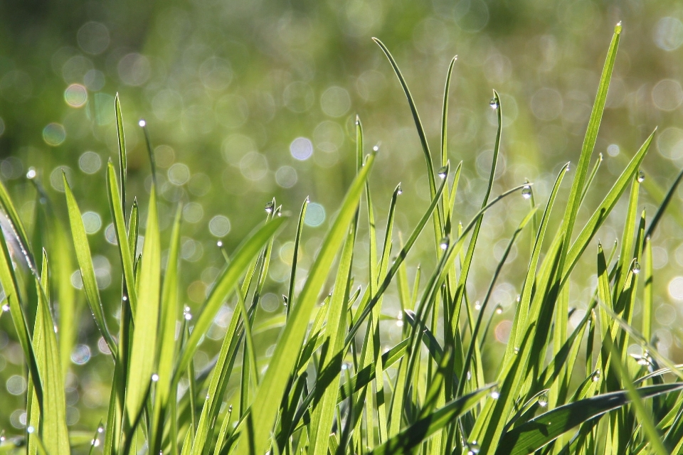 Herbe rosée bokeh
 usine