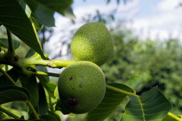 Foto árbol naturaleza rama planta