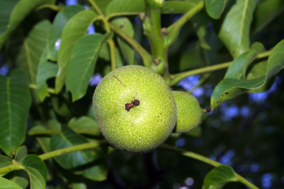 árbol naturaleza planta fruta