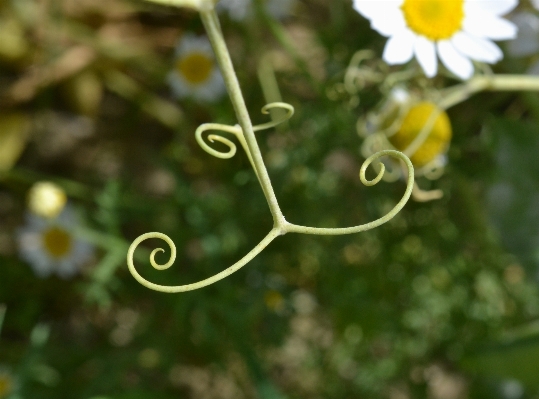 草 ブランチ 植物 芝生 写真