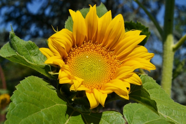 植物 分野 花 花弁 写真