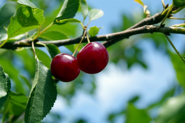 Foto árvore filial plantar fruta