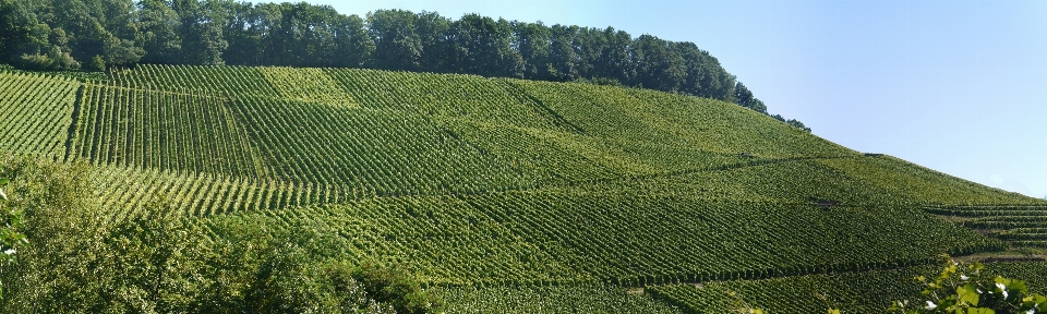 Landscape structure sun wine