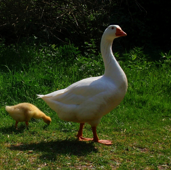 Natura erba uccello bianco