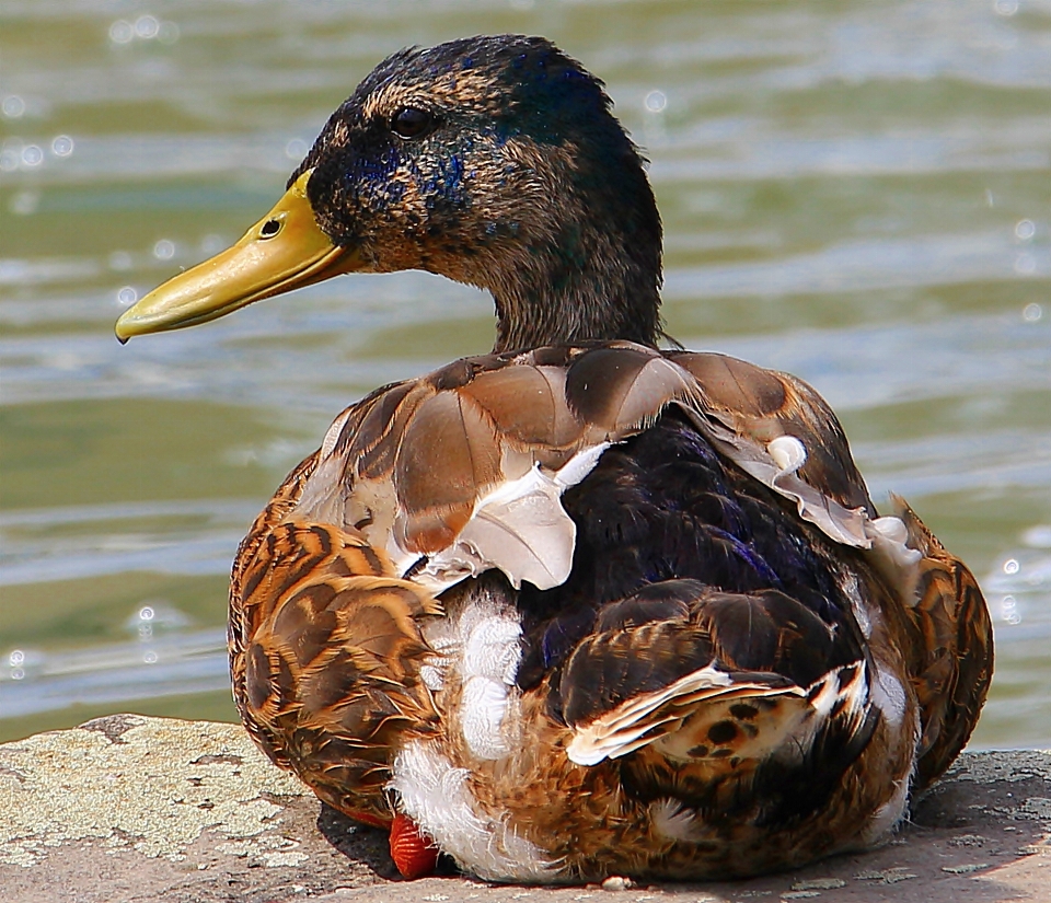 Agua naturaleza pájaro lago