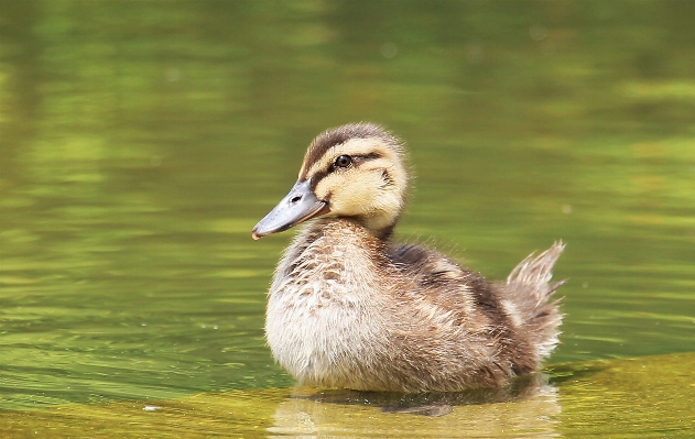 Water nature bird wing Photo