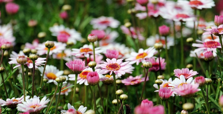 Nature grass plant field Photo