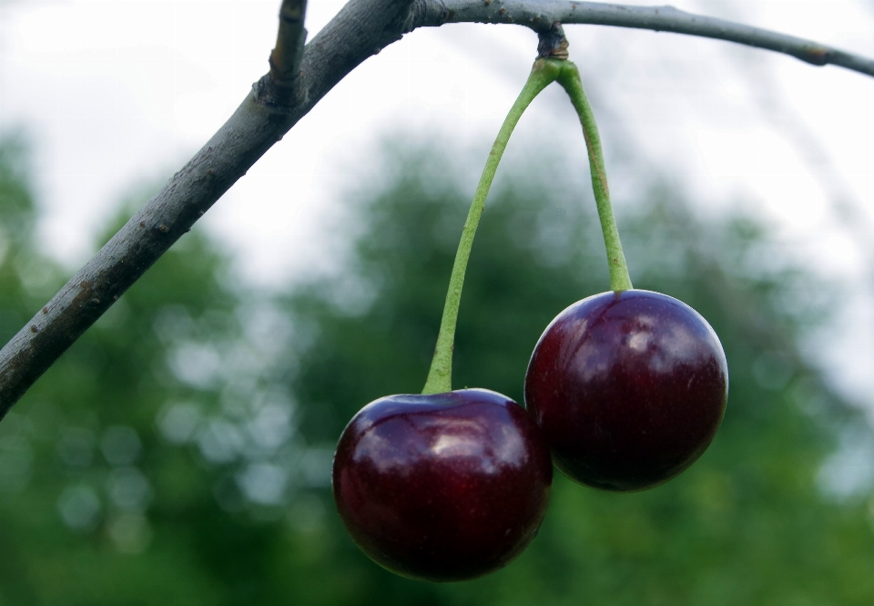 Apple pohon alam cabang